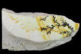 Slab of Dendrites On Limestone - Utah #133267-2